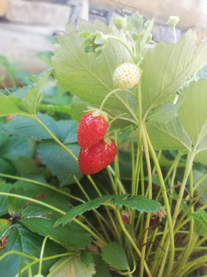 Agriturismo Nona Emma Piano Porlezza Dış mekan fotoğraf